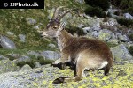 capra pyrenaica   iberian ibex  