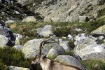 capra pyrenaica   iberian ibex  