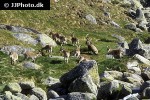 capra pyrenaica   iberian ibex  