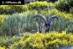 capra pyrenaica   iberian ibex  