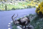 capra pyrenaica   iberian ibex  