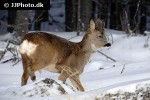 capreolus capreolus   roe deer  