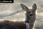 capreolus capreolus   roe deer  