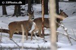 capreolus capreolus   roe deer  