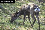 capreolus capreolus   roe deer  