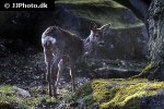 capreolus capreolus   roe deer  