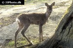 capreolus capreolus   roe deer  