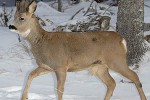 capreolus capreolus   roe deer  