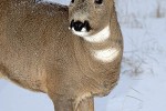 capreolus capreolus   roe deer  