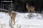 capreolus capreolus   roe deer  