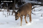 capreolus capreolus   roe deer  