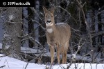 capreolus capreolus   roe deer  