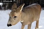 capreolus capreolus   roe deer  