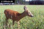 capreolus capreolus   roe deer  