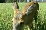 capreolus capreolus   roe deer  