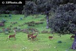 capreolus capreolus   roe deer  