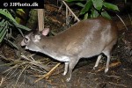 cephalophus monticola   blue duiker deer  