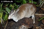 cephalophus monticola   blue duiker deer  