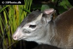 cephalophus monticola   blue duiker deer  