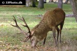 cervus elaphus   red deer  