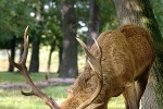 cervus elaphus   red deer  