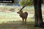 cervus elaphus   red deer  