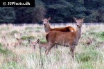 cervus elaphus   red deer  