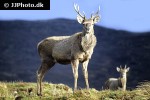 cervus elaphus   red deer  