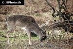 cervus elaphus   red deer  