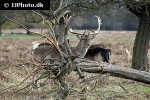 cervus elaphus   red deer  