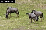 connochaetes taurinus   blue wildebeest  