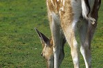 dama dama   fallow deer  