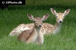 dama dama   fallow deer  