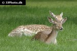 dama dama   fallow deer  