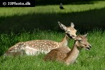 dama dama   fallow deer  