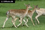 dama dama   fallow deer  