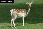 dama dama   fallow deer  