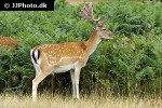 dama dama   fallow deer  