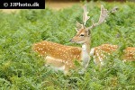 dama dama   fallow deer  