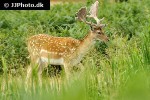 dama dama   fallow deer  