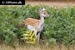 dama dama   fallow deer  