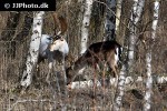 dama dama   fallow deer  