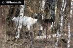 dama dama   fallow deer  