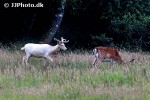 dama dama   fallow deer  