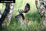 dama dama   fallow deer  