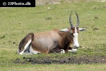 damaliscus pygargus phillipsi   blesbok  