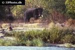 elephas maximus   asian elephant  