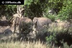 elephas maximus   asian elephant  