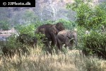 elephas maximus   asian elephant  