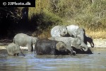 elephas maximus   asian elephant  